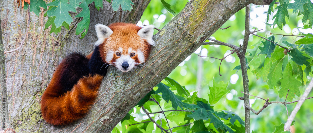 Red panda - Ailurus Fulgens - portrait. Cute animal resting lazy on a tree.