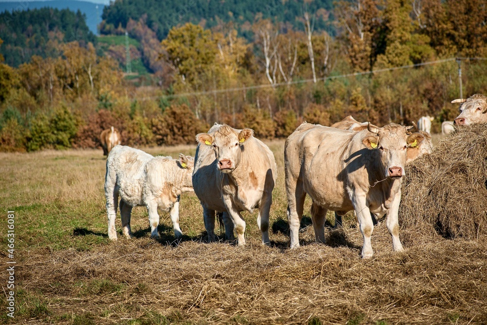 herd of horses