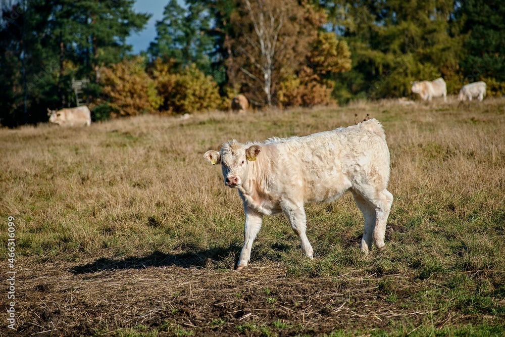 Obraz premium cow in the field