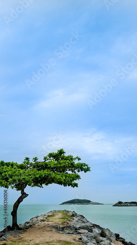 Fototapeta Naklejka Na Ścianę i Meble -  tree on the beach