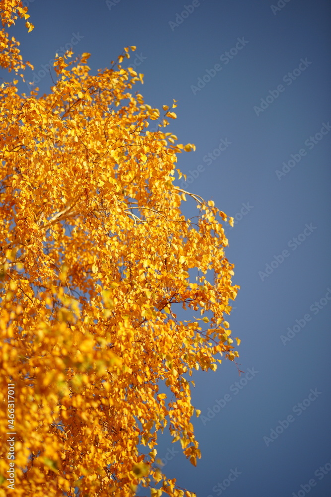 Golden birch tree with autumn leaves on blue sky background