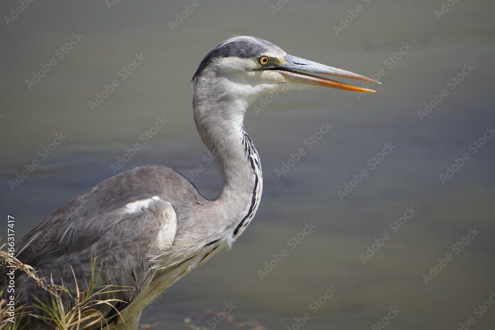 An extreme close up of a grey heron An extreme close up of a grey heron