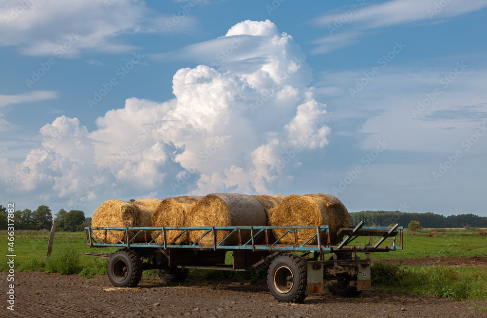 Obraz premium An agricultural trailer stands in a pasture near the city of Brandenburg. Hay bales lie on the trailer. There is a threatening storm cloud in the sky.