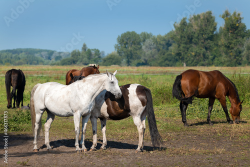 Brown and white horses stand in a pasture in Germany in the state of Brandenburg near the town of Nauen. It's a sunny autumn day.