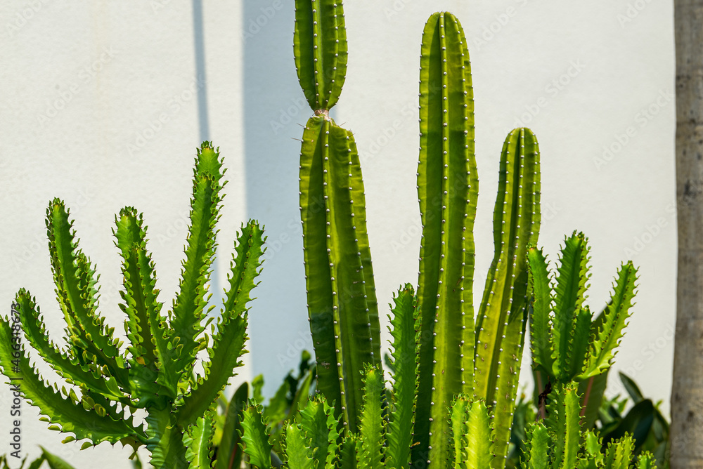 Close-up of a lush tall cactus Close-up of a lush tall cactus