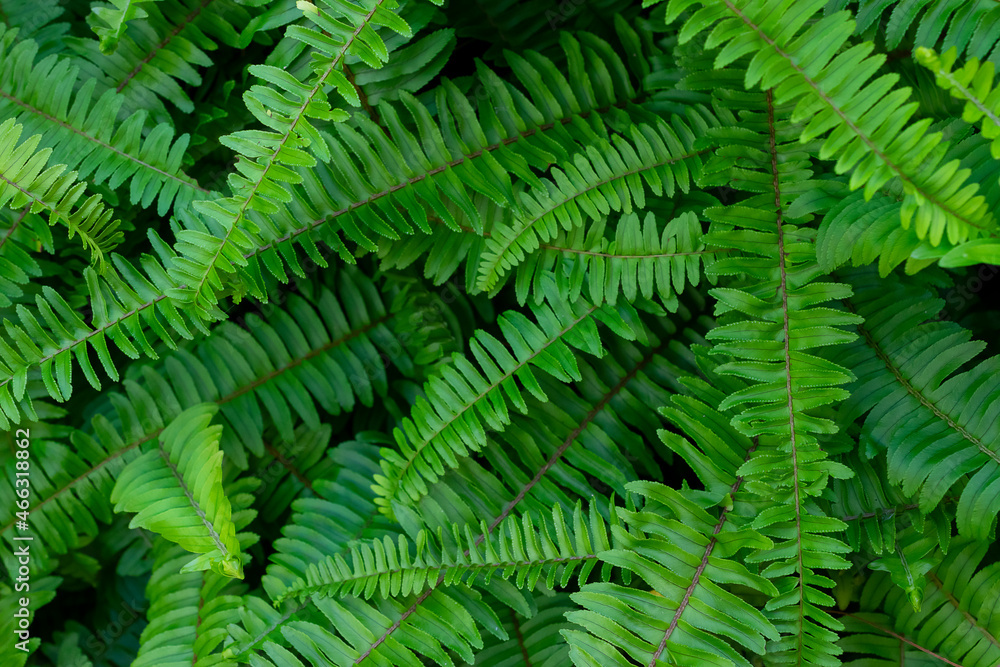 green fern leaves seen from above