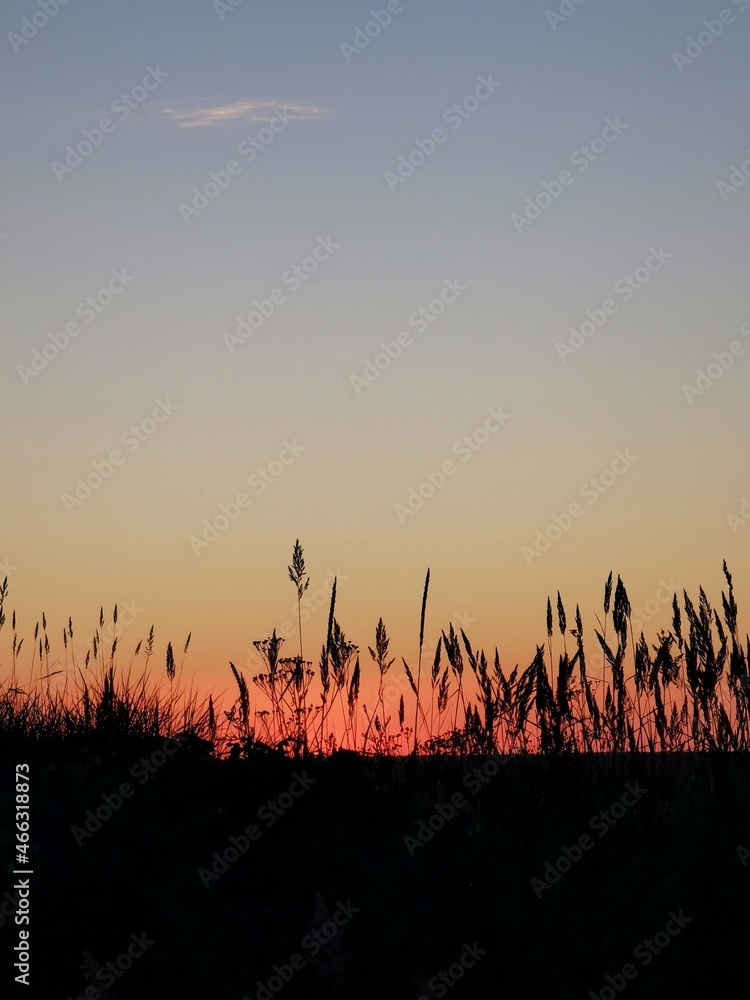 grass silhouettes against the sunset colored sky grass silhouettes against the sunset colored sky