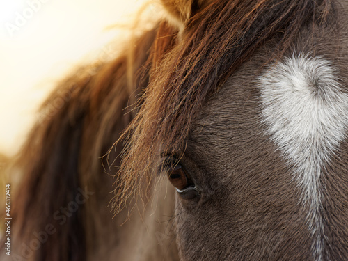Close-up view of horse eye. Lusitano grullo horse with beautiful mane. Front view.