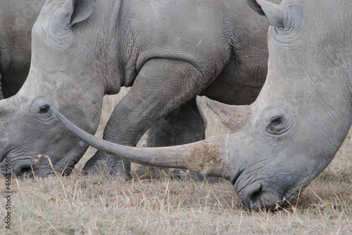  Extreme close up of a white rhino horn.