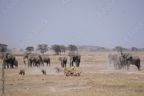 Sticker Elephants disrupts a meal lions are eating and scuttle them.