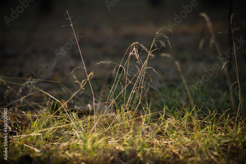 grass on the ground on the sunlight