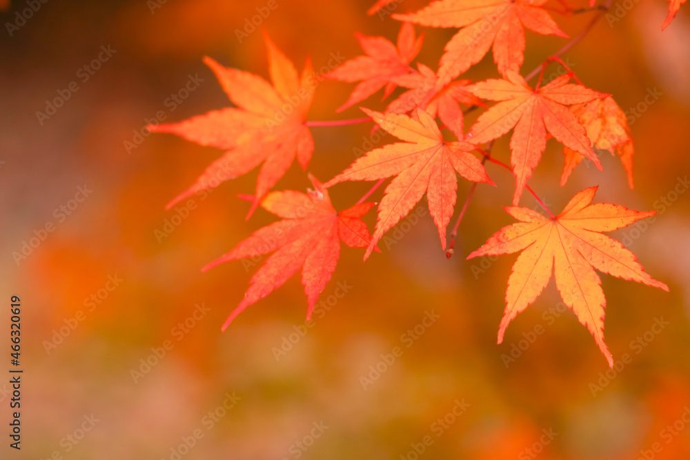 Red maple leaf in autumn with maple tree under sunlight landscape.Maple leaves turn yellow, orange, red in autumn. Red maple leaf in autumn with maple tree under sunlight landscape.Maple leaves turn yellow, orange, red in autumn.