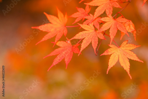 Red maple leaf  in autumn with maple tree under sunlight landscape.Maple leaves turn yellow  orange  red in autumn.