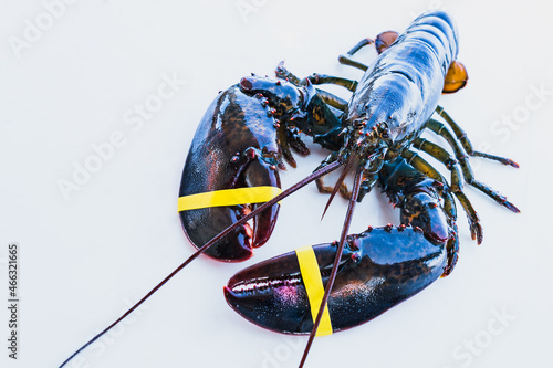Black Live freshly caught lobster on white table with yellow rubber bands on claws 