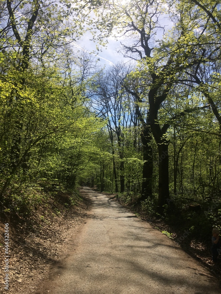 Fototapeta premium path in the woods