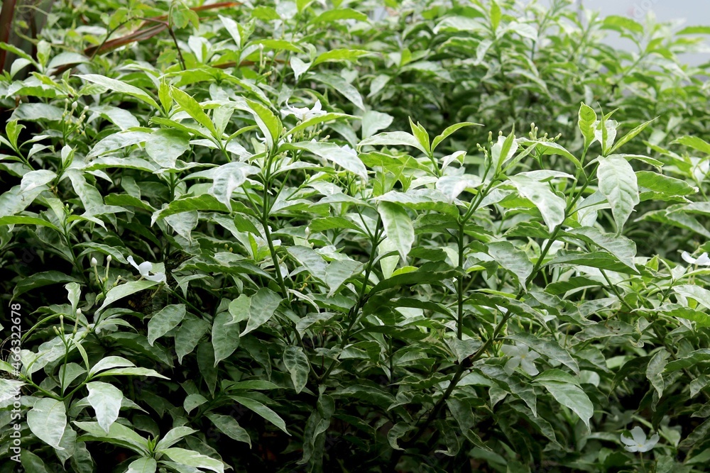 Patriot view of green leaf plant Patriot view of green leaf plant