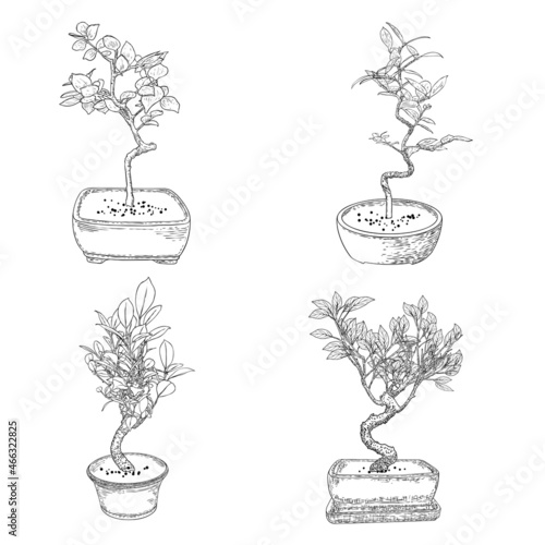 Set of Bonsai Japanese trees growing in pots and containers. Drawing from real trees. Decorative little trees in Bonsai style set, hobby. Vector.
