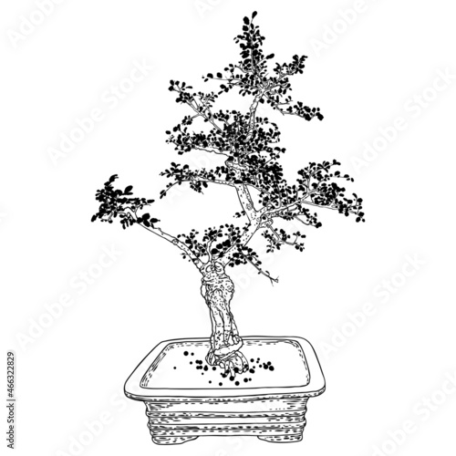 Bonsai tree. Hand drawn black white plant illustration on a white background, isolated. Tray planting of mini tree hobby. Bonsai Japanese tree grown in container. Vector.