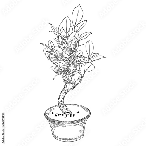 Bonsai tree. Hand drawn black white plant illustration on a white background, isolated. Tray planting of mini tree hobby. Bonsai Japanese tree grown in container. Vector.