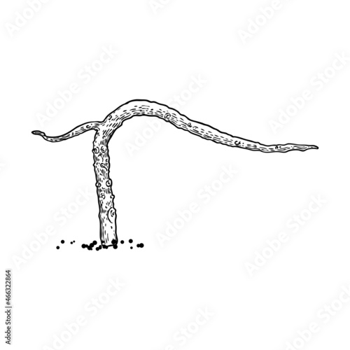 Naked tree. Hand drawn isolated shape of the tree stem without leaves or needles. Winter season tree or dead old plant after fire. Dropped sick or burnt dry foliage. Vector.