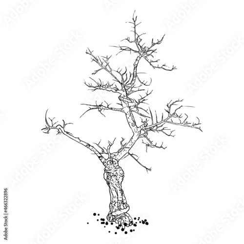 Naked tree. Hand drawn isolated shape of the tree stem without leaves or needles. Winter season tree or dead old plant after fire. Dropped sick or burnt dry foliage. Vector.