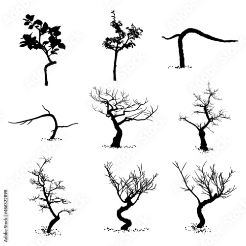 Realistic trees isolated on white background set. Silhouette of various trees. Drawing from real trees with twigs and branches. Vector.