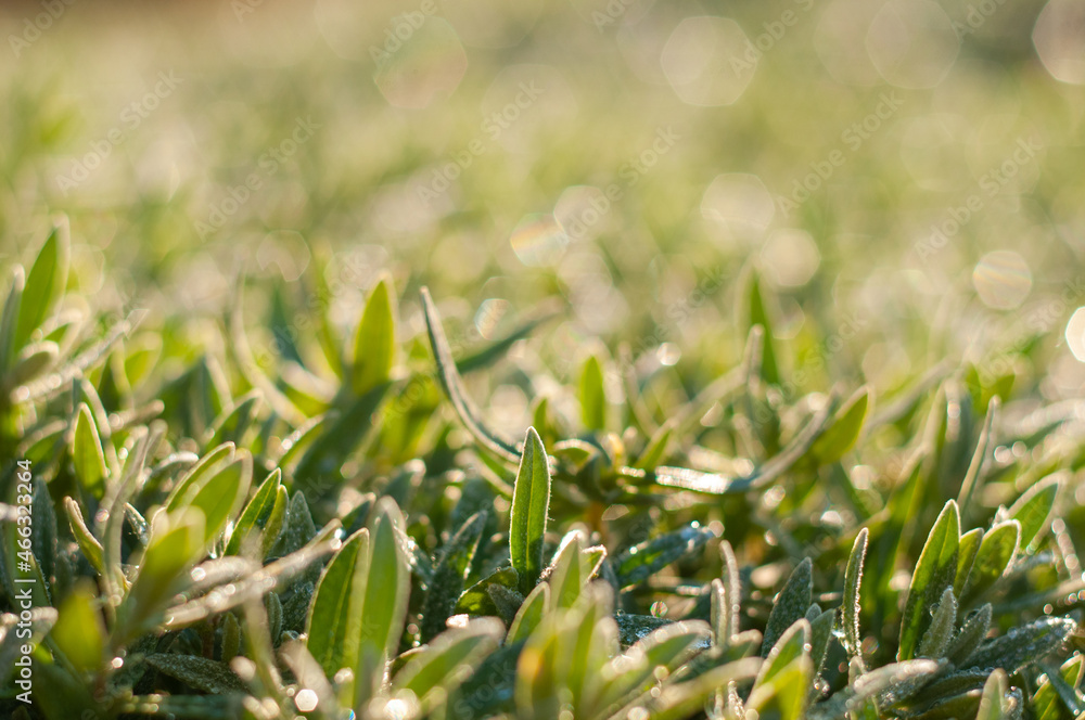 Green blurred background. Leaves and grass on a sunny day out of focus of the camera lens.