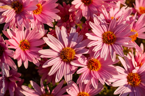 Beautiful pink flowers close-up.