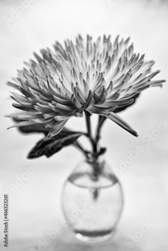 Aster on a white background. Black and white photography. Flowe