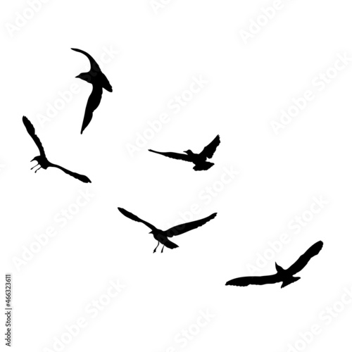Set of seagulls birds, nautical sailor tattoo sketch. Black stroke of flying sea gull silhouettes on white background. Marine set. Drawings of different shapes of water birds in the flock. Vector.