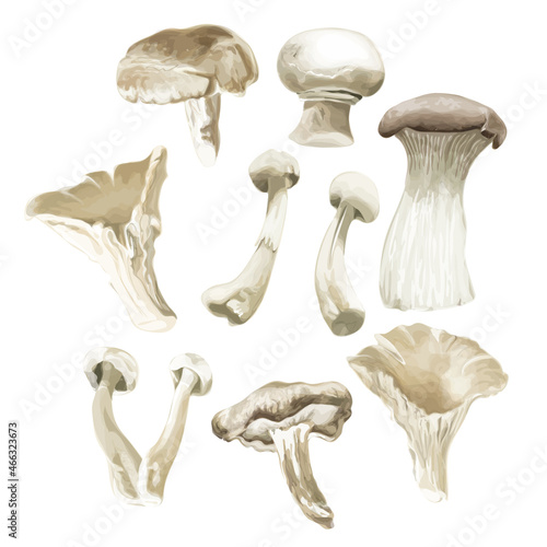 Selection of mushrooms isolated on white background. 
