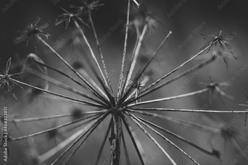 Obraz premium head of dried flower