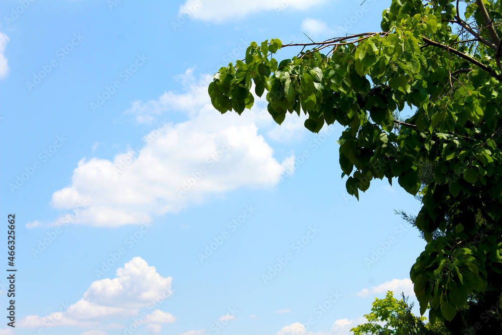 Fototapeta premium Leafs and sky