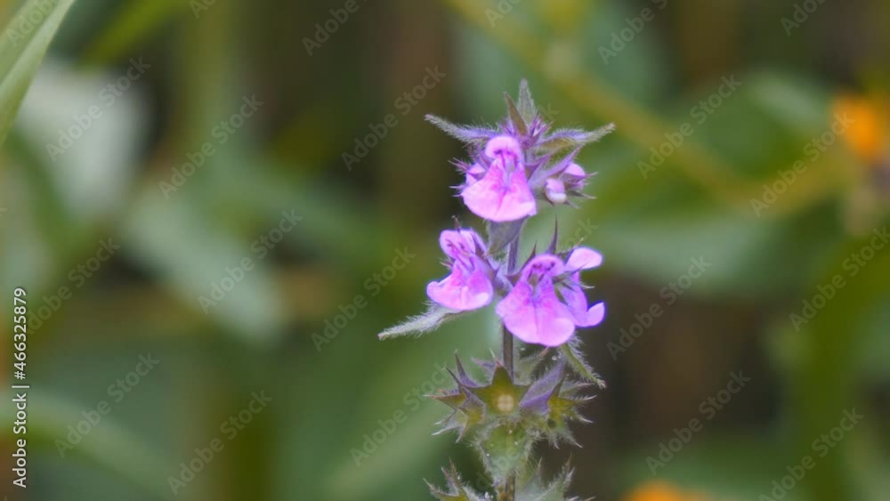 A plant used in folk medicine stachys palustris in a meadow close-up. Soft focus