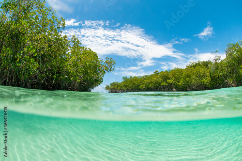 Caribbean mangrove in Dominican republic