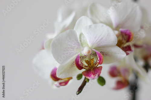 orchidea © justyna