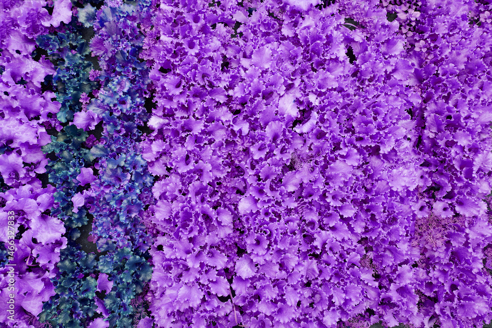 Top view. Purple leaf lettuce on the garden bed. Background for gardening with salad plants in the open ground of purple color. High quality photo Top view. Purple leaf lettuce on the garden bed. Background for gardening with salad plants in the open ground of purple color. High quality photo