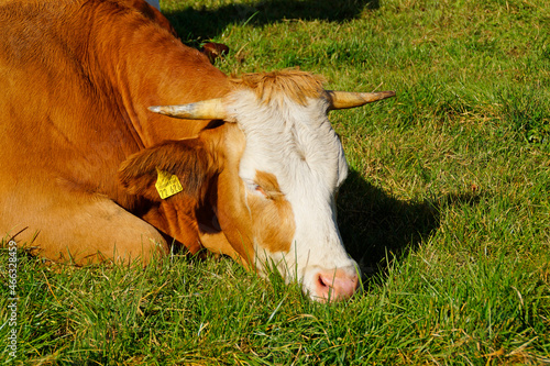 a brown with white cow sleeping on the sunlit green meadow in the Bavarian village Birkach (Germany) photo