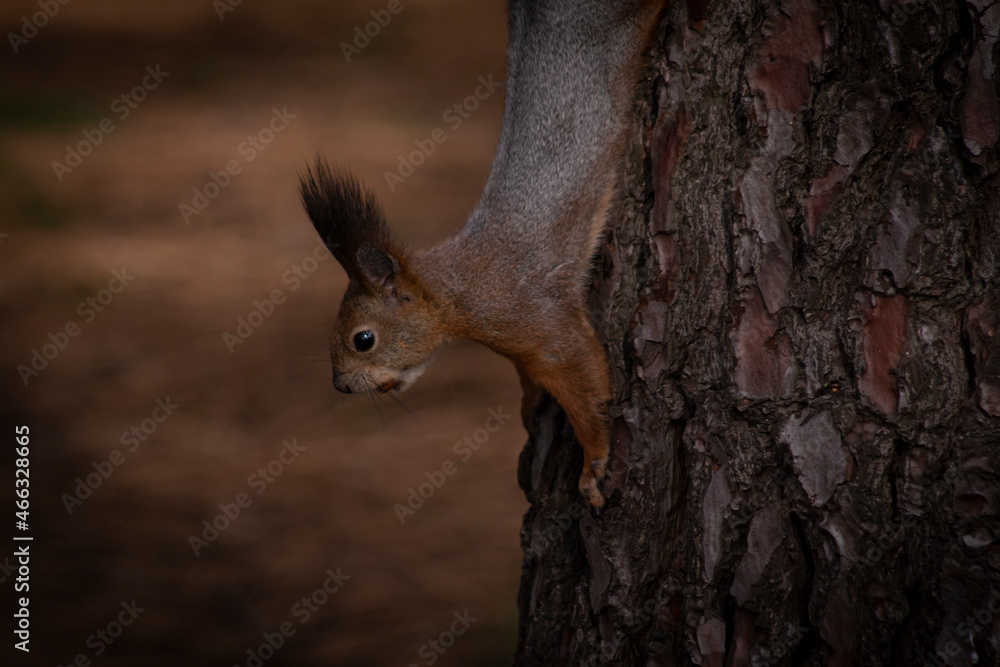 squirrel in the forest squirrel in the forest