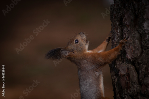 squirrel in the forest © Natalie