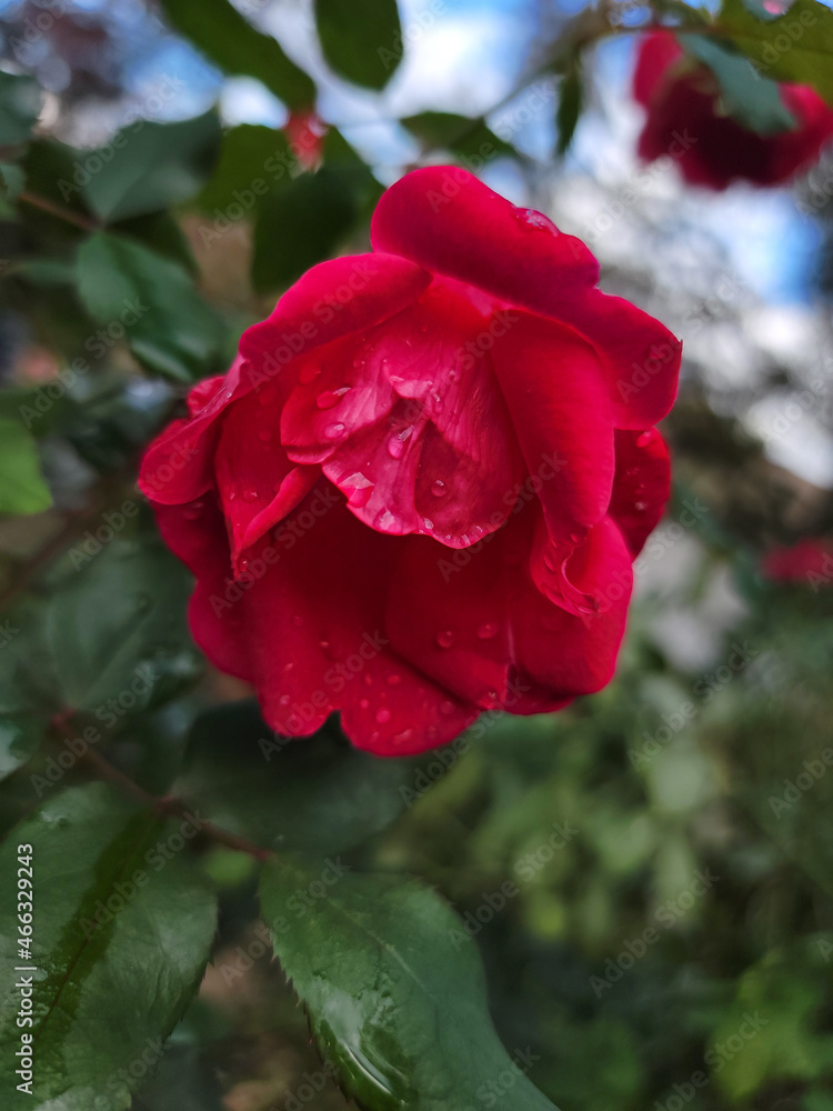 red rose in garden