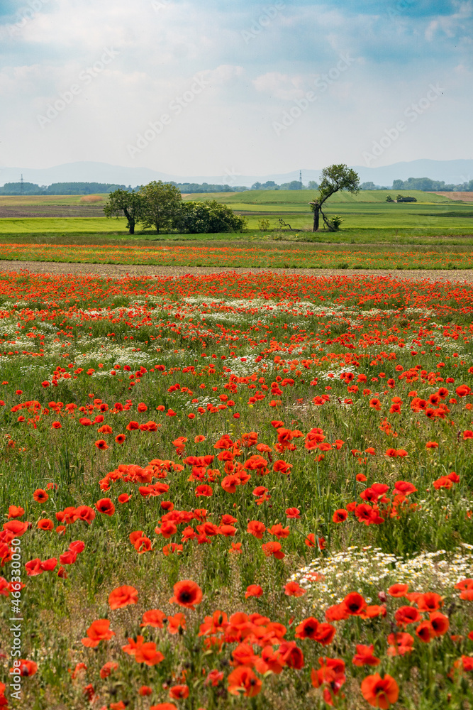 Obraz premium Roter Klatschmohn auf einem Feld im Burgenland