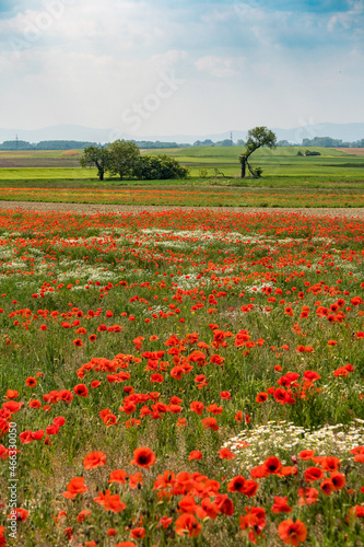 Roter Klatschmohn auf einem Feld im Burgenland