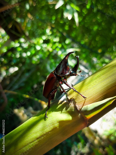 Dynastinae on bamboo trunks