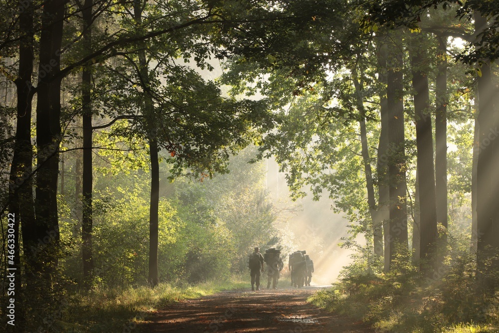 Soldiers walk through the forest on a foggy, sunny morning