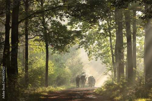 Soldiers walk through the forest on a foggy, sunny morning