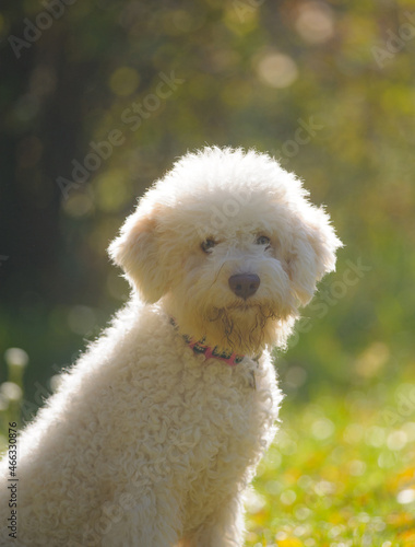 Cute lagotto romanolo dog