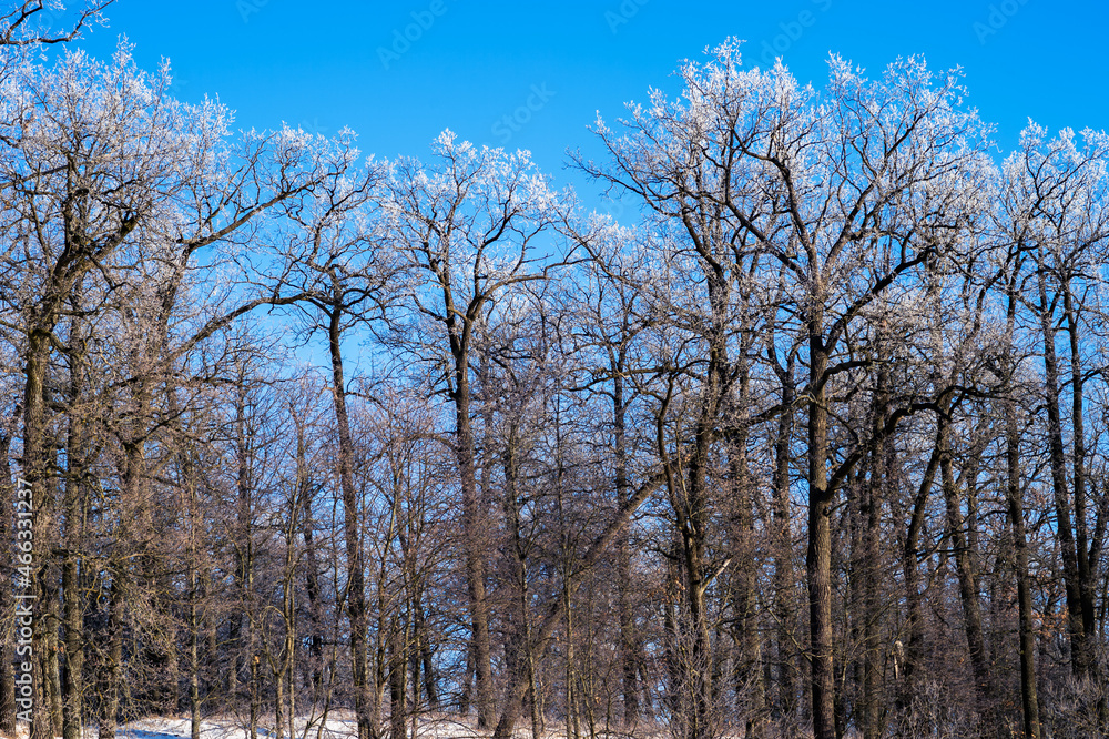 Oak grove with the tops of branches covered with frost on a clear frosty day. Background