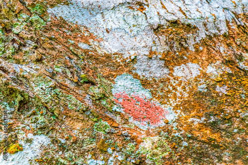 Tropical tree bark texture with turquoise moss and lichen Brazil.