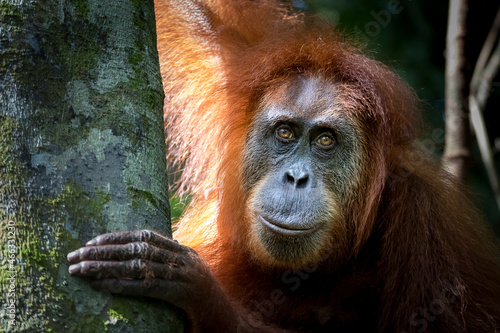 Portrait of the famous and endangered sumatran orangutan. One of the most famous wild animals from Indonesia. photo